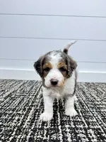 Emma, a female Miniature Goldendoodle for sale in Dover, OH – Photo 2 of 10