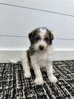 Emma, a female Miniature Goldendoodle for sale in Dover, OH – Photo 7 of 10