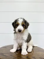 Emma, a female Miniature Goldendoodle for sale in Dover, OH – Photo 9 of 10