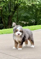Charlie, a male Miniature Bernedoodle for sale in Dover, OH – 10 of 10