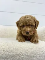 Goldie 💖, a female Miniature Goldendoodle for sale in Dover, OH – 7 of 10