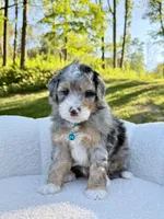 Teddy, a male Miniature Bernedoodle for sale in Dover, OH – 1 of 10