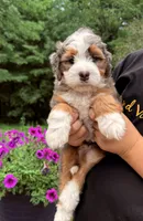 Bruno, a male Miniature Bernedoodle for sale in Dover, OH – 6 of 10