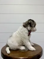 Gracie, a female Miniature Goldendoodle for sale in Dover, OH – 8 of 10