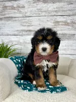 Macy, a female Miniature Bernedoodle for sale in Dover, OH – Photo 4 of 8