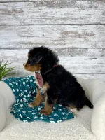 Macy, a female Miniature Bernedoodle for sale in Dover, OH – Photo 6 of 8