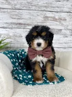 Macy, a female Miniature Bernedoodle for sale in Dover, OH – Photo 7 of 8