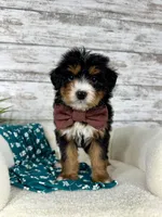 Macy, a female Miniature Bernedoodle for sale in Dover, OH – Photo 2 of 8