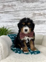 Macy, a female Miniature Bernedoodle for sale in Dover, OH – Photo 1 of 8