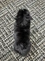 Macy, a female Miniature Bernedoodle for sale in Dover, OH – Photo 8 of 8