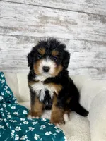 Macy, a female Miniature Bernedoodle for sale in Dover, OH – Photo 3 of 8