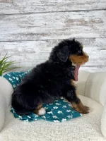 Macy, a female Miniature Bernedoodle for sale in Dover, OH – Photo 5 of 8