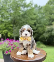 Charlie, a male Miniature Bernedoodle for sale in Dover, OH – 3 of 10