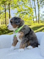 Bruno, a male Miniature Bernedoodle for sale in Dover, OH – 9 of 10