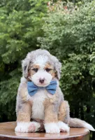 Jackson, a male Miniature Bernedoodle for sale in Dover, OH – 6 of 8