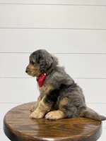 Max, a male Miniature Goldendoodle for sale in Dover, OH – 6 of 10