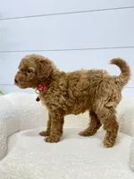 Goldie 💖, a female Miniature Goldendoodle for sale in Dover, OH – 4 of 10