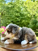 Charlie, a male Miniature Bernedoodle for sale in Dover, OH – 10 of 10