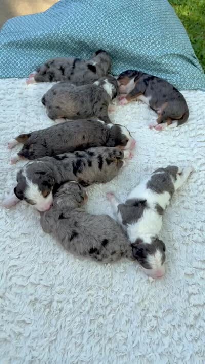 Ace❤️, a male Miniature Bernedoodle for sale in Dover, OH – 9 of 9