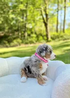 Maggie, a female Miniature Bernedoodle for sale in Dover, OH – 5 of 10