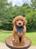 Duke ♥️😘, a male Miniature Goldendoodle for sale in Dover, OH – 7 of 10