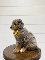 Cash, a male Miniature Goldendoodle for sale in Dover, OH – 8 of 10