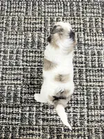 Gracie, a female Miniature Goldendoodle for sale in Dover, OH – 2 of 10