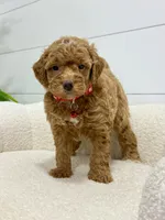 Goldie 💖, a female Miniature Goldendoodle for sale in Dover, OH – 8 of 10