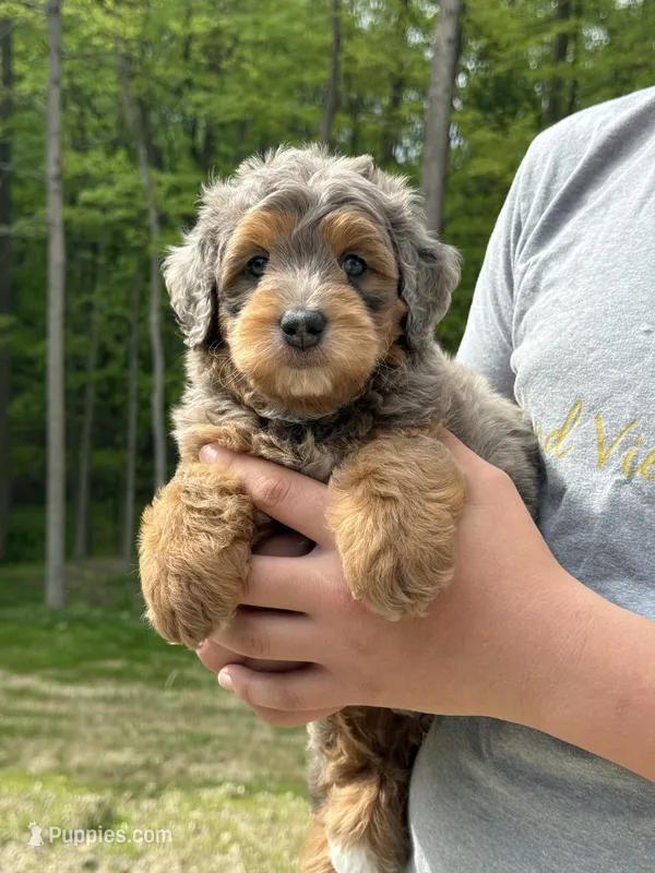 Cash 🥰 – Miniature Goldendoodle puppy for sale in Dover, OH