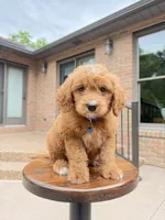 Duke ♥️😘, a male Miniature Goldendoodle for sale in Dover, OH – 8 of 10