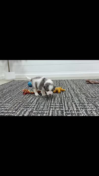 Enzo, a male Miniature Bernedoodle for sale in Dover, OH – 5 of 10