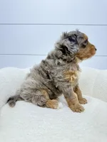 Cash 🥰, a male Miniature Goldendoodle for sale in Dover, OH – Photo 8 of 10