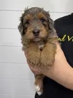 Cash 🥰, a male Miniature Goldendoodle for sale in Dover, OH – Photo 2 of 10