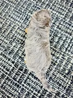 Cash 🥰, a male Miniature Goldendoodle for sale in Dover, OH – Photo 10 of 10