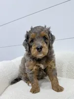 Cash 🥰, a male Miniature Goldendoodle for sale in Dover, OH – Photo 5 of 10