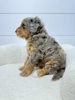 Cash 🥰, a male Miniature Goldendoodle for sale in Dover, OH – Photo 9 of 10