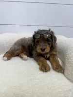 Cash 🥰, a male Miniature Goldendoodle for sale in Dover, OH – Photo 4 of 10