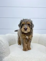 Cash 🥰, a male Miniature Goldendoodle for sale in Dover, OH – Photo 6 of 10