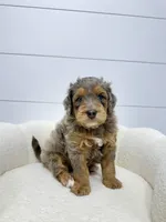 Cash 🥰, a male Miniature Goldendoodle for sale in Dover, OH – Photo 3 of 10