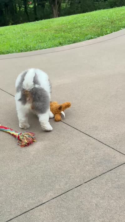 Enzo, a male Miniature Bernedoodle for sale in Dover, OH – 8 of 10