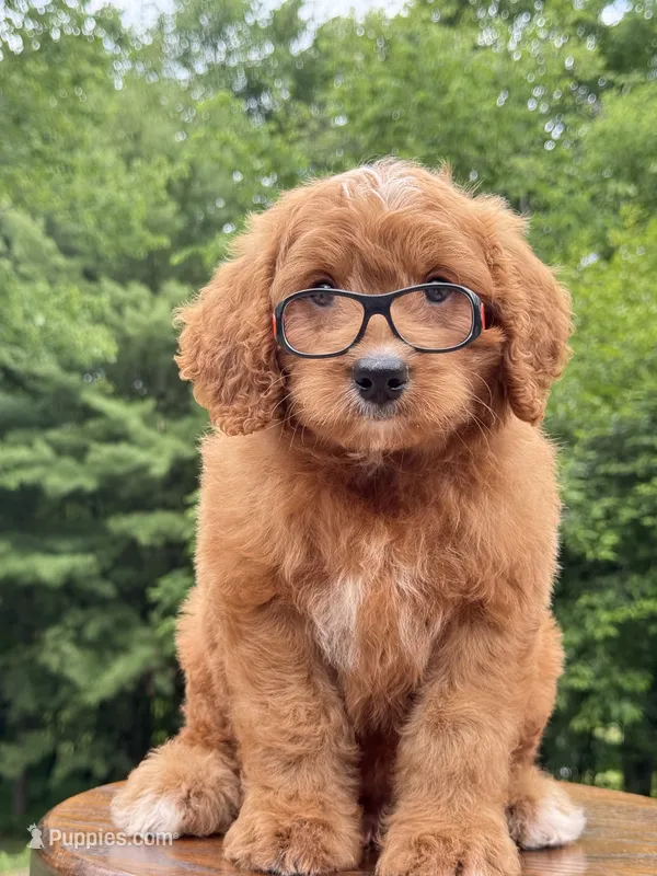 Duke ♥️😘 – Miniature Goldendoodle puppy for sale in Dover, OH