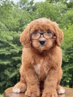 Duke ♥️😘, a male Miniature Goldendoodle for sale in Dover, OH – 1 of 10