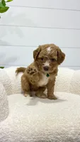 Tori  💖, a female Miniature Goldendoodle for sale in Dover, OH – 6 of 10