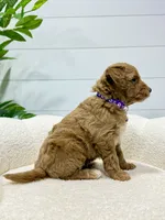 Daisy  💖, a female Miniature Goldendoodle for sale in Dover, OH – 6 of 10