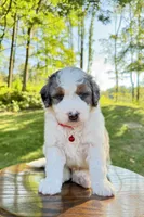 Enzo, a male Miniature Bernedoodle for sale in Dover, OH – 8 of 10