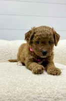Rosie  💖, a female Miniature Goldendoodle for sale in Dover, OH – 2 of 10