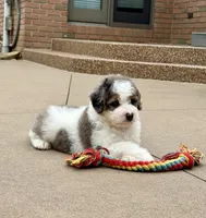 Enzo, a male Miniature Bernedoodle for sale in Dover, OH – 6 of 10