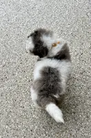 Enzo, a male Miniature Bernedoodle for sale in Dover, OH – 9 of 10