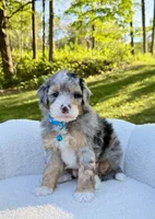 Teddy, a male Miniature Bernedoodle for sale in Dover, OH – 4 of 10