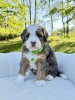 Bruno, a male Miniature Bernedoodle for sale in Dover, OH – 6 of 10